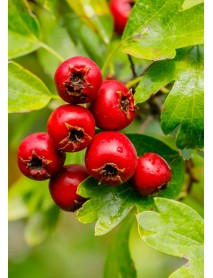 Kırmızı Alıç Fidanı Kırmızı Alıç Fidanı