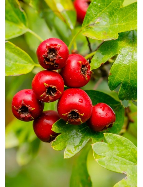 Kırmızı Alıç Fidanı Kırmızı Alıç Fidanı