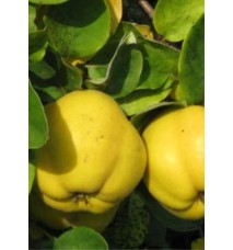 Limon Ayva Fidanı Limon Ayva Fidanı