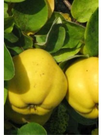 Limon Ayva Fidanı Limon Ayva Fidanı