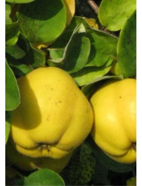 Limon Ayva Fidanı Limon Ayva Fidanı