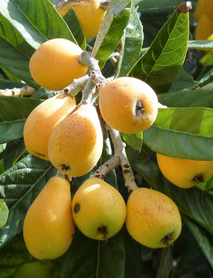 Malta Eriği Fidanı Malta Eriği Fidanı