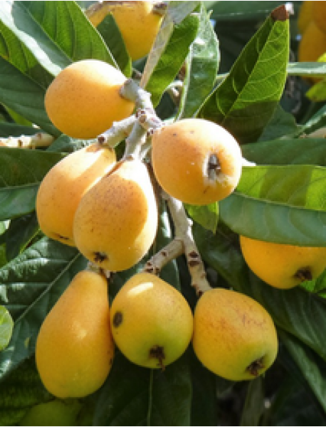 Malta Eriği Fidanı Malta Eriği Fidanı