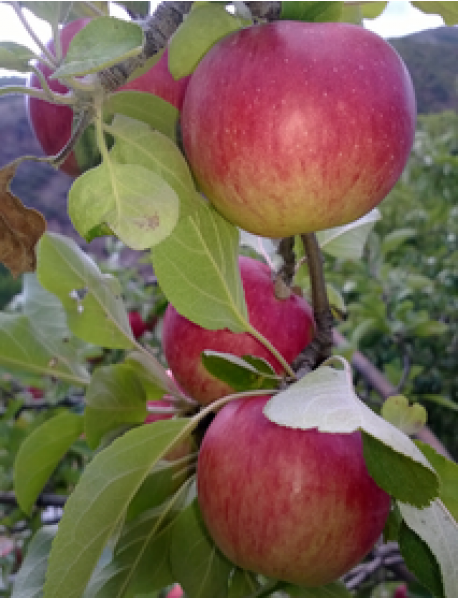 Misket Elma Fidanı (Gümüşhane) (Tüplü/Saksılı) Misket Elma Fidanı (Gümüşhane) (Tüplü/Saksılı)