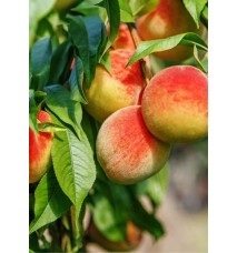 Monreo Şeftali Fidanı Monreo Şeftali Fidanı