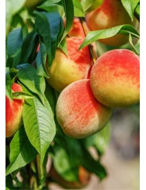 Monreo Şeftali Fidanı Monreo Şeftali Fidanı