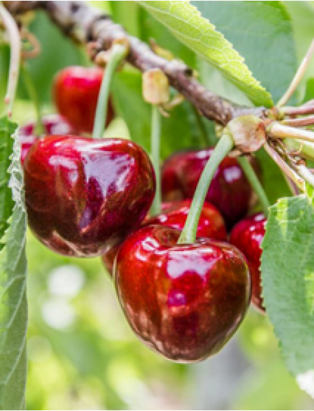 Napolyon Kiraz Fidanı Napolyon Kiraz Fidanı