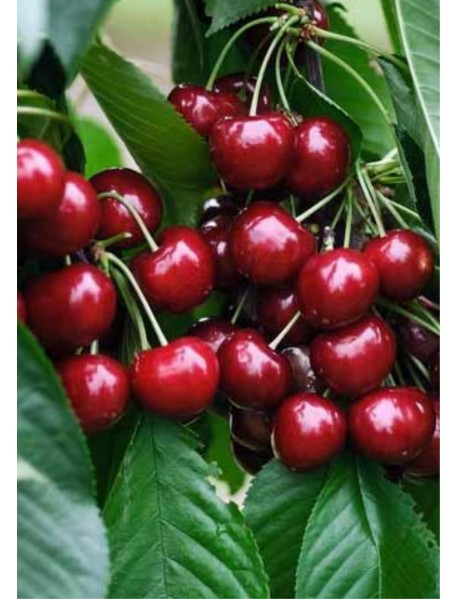 Nort Wonder Kiraz Fidanı Nort Wonder Kiraz Fidanı