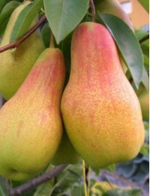 Özbek Güzeli Armut Fidanı (Tüplü/Saksılı) Özbek Güzeli Armut Fidanı (Tüplü/Saksılı)