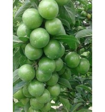 Papaz Erik Fidanı Papaz Erik Fidanı