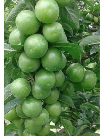 Papaz Erik Fidanı Papaz Erik Fidanı