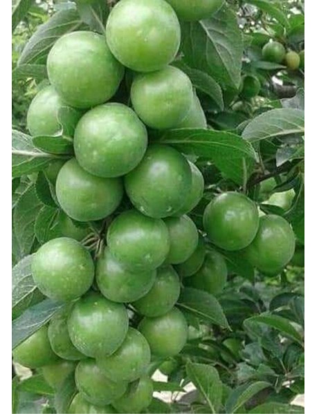 Papaz Erik Fidanı Papaz Erik Fidanı