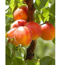 Perfect Red Kayısı Fidanı Perfect Red Kayısı Fidanı