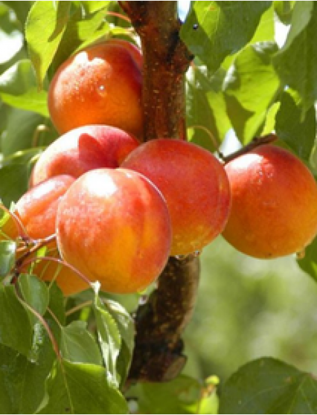 Perfect Red Kayısı Fidanı (Tüplü/Saksılı) Perfect Red Kayısı Fidanı (Tüplü/Saksılı)