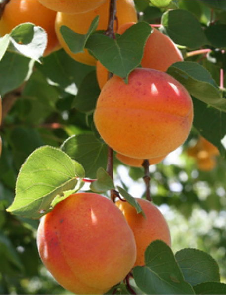 Pricia Kayısı Fidanı Pricia Kayısı Fidanı