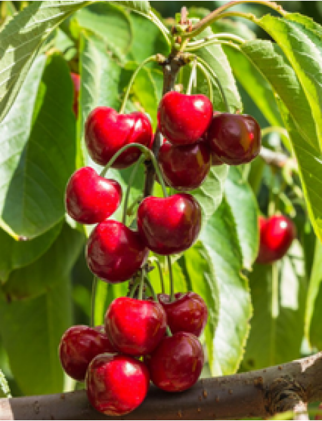 Regina Kiraz Fidanı (Tüplü/Saksılı) Regina Kiraz Fidanı (Tüplü/Saksılı)