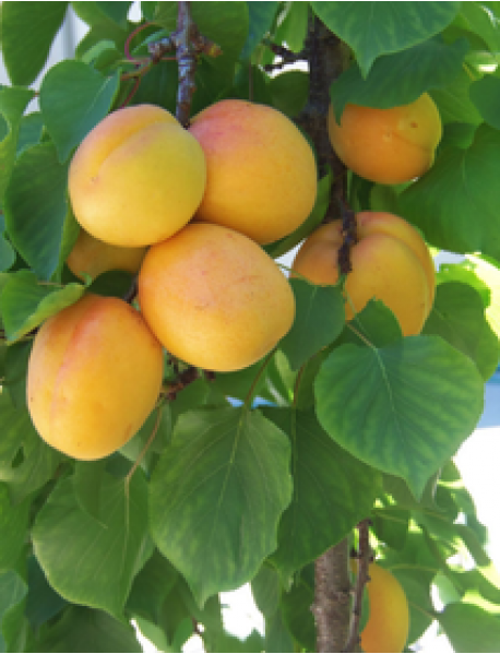 Roxana Kayısı Fidanı (Tüplü/Saksılı) Roxana Kayısı Fidanı (Tüplü/Saksılı)