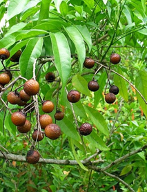 Sabun Cevizi Fidanı (Soap Nut)