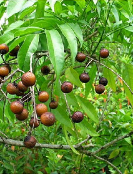 Sabun Cevizi Fidanı (Soap Nut) Sabun Cevizi Fidanı (Soap Nut)