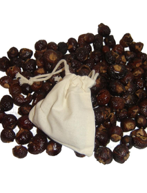 Sabun Cevizi Fidanı (Soap Nut)