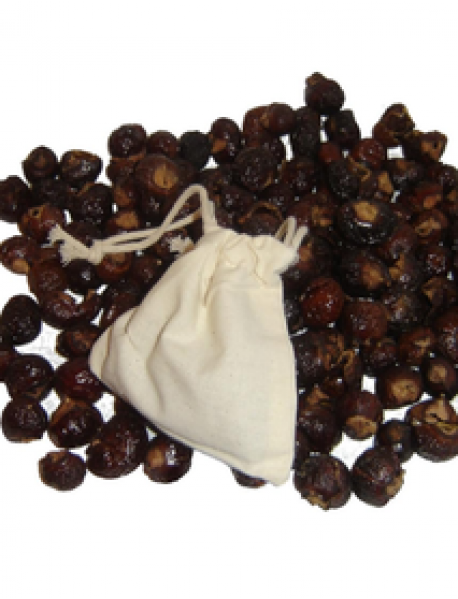 Sabun Cevizi Fidanı (Soap Nut) Sabun Cevizi Fidanı (Soap Nut)