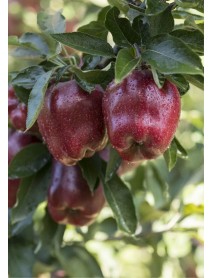 Scarlet Spur Elma Fidanı (Tüplü/Saksılı) Scarlet Spur Elma Fidanı (Tüplü/Saksılı)