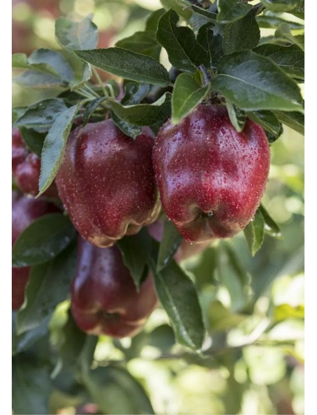 Scarlet Spur Elma Fidanı (Tüplü/Saksılı)