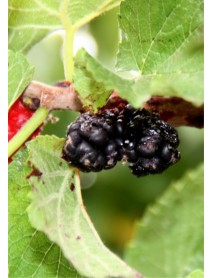 Urmu Dutu Fidanı Urmu Dutu Fidanı