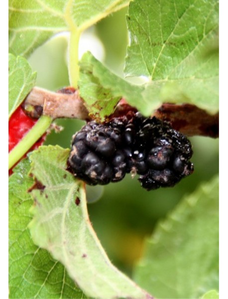 Urmu Dutu Fidanı Urmu Dutu Fidanı