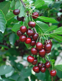 Kütahya Vişne Fidanı (Tüplü/Saksılı) Kütahya Vişne Fidanı (Tüplü/Saksılı)