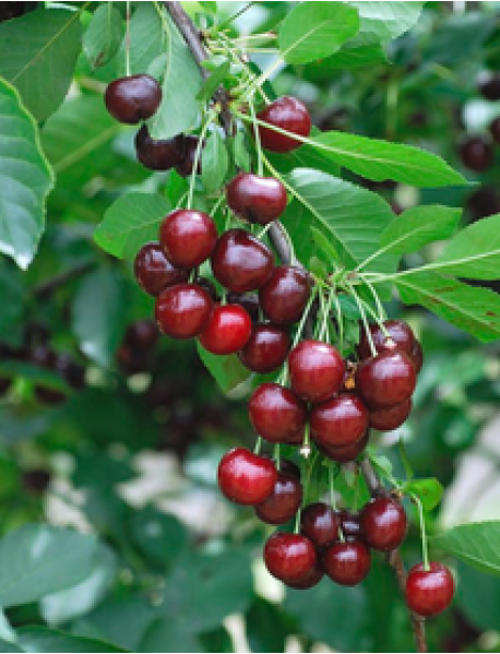 Kütahya Vişne Fidanı (Tüplü/Saksılı)