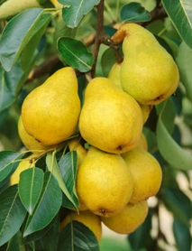 Williams Armut Fidanı Williams Armut Fidanı