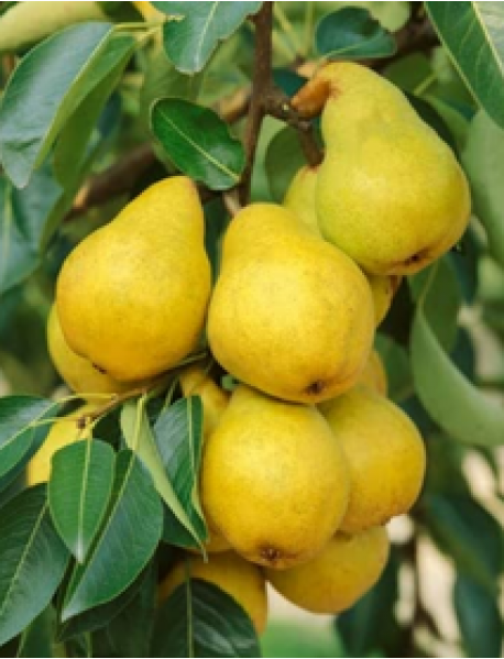 Williams Armut Fidanı Williams Armut Fidanı