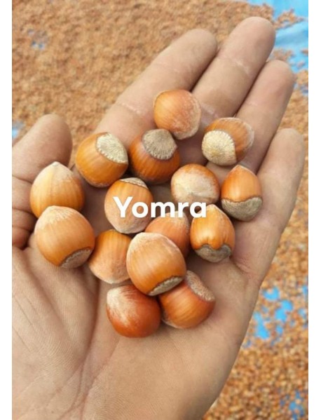 Yomra Fındık Fidanı (10 adet )