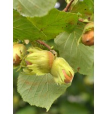 Yomra Fındık Fidanı (10 adet )