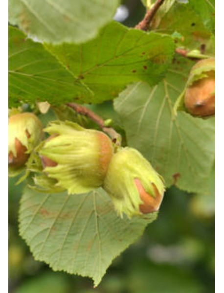 Yomra Fındık Fidanı Yomra Fındık Fidanı