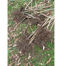 Yomra Fındık Fidanı (10 adet )