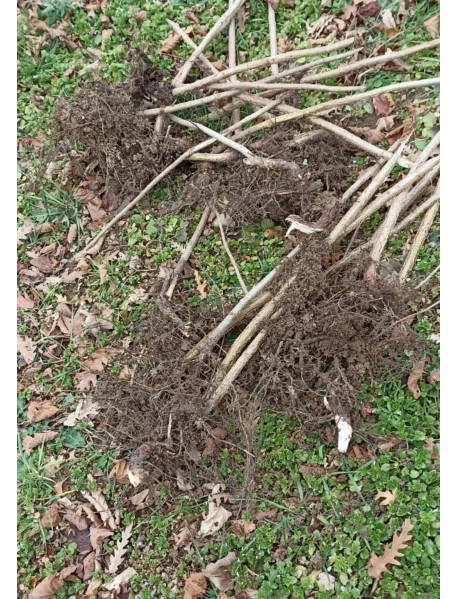 Yomra Fındık Fidanı Yomra Fındık Fidanı