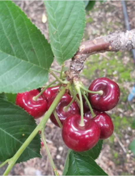 Ziraat 900 Kiraz Fidanı (Tüplü/Saksılı) Ziraat 900 Kiraz Fidanı (Tüplü/Saksılı)