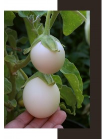 Beyaz Yumurta Patlıcan Tohumu