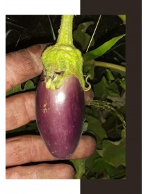 Dikenli Tayland Mor Patlıcan Tohumu
