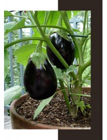 Saksılık Siyah Patlıcan Tohumu