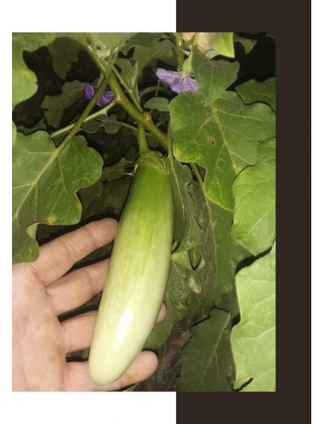 Yeşil Uzun Çizgili Tayland Patlıcan Tohumu