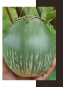 Yeşil Çizgili Tayland Topan Patlıcan Tohumu