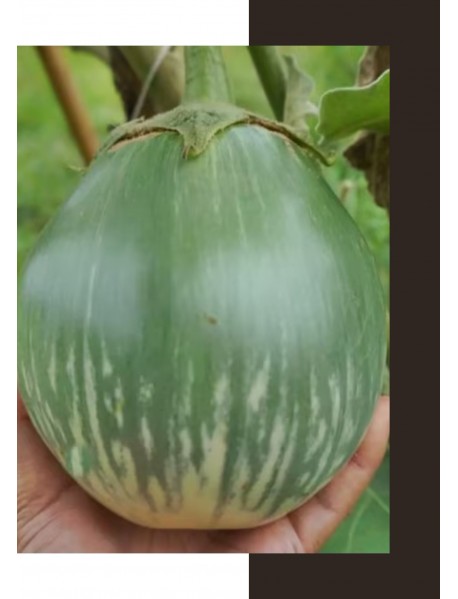 Yeşil Çizgili Tayland Topan Patlıcan Tohumu