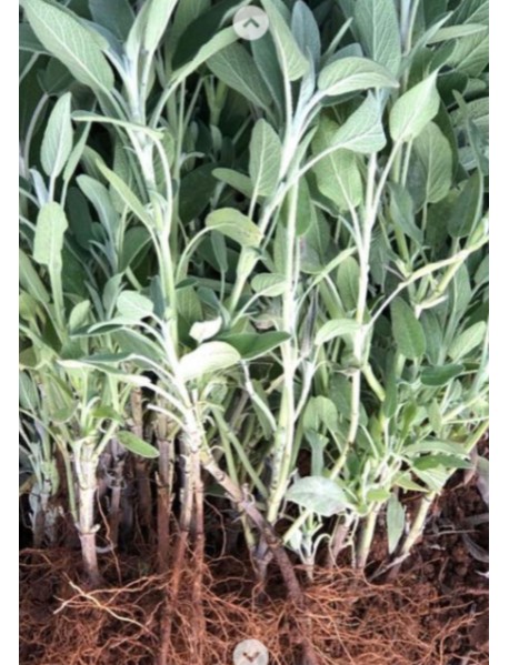 Adaçayı Fidesi (100 Adet) Adaçayı Fidesi (100 Adet)