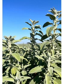 Adaçayı Fidesi (100 Adet)