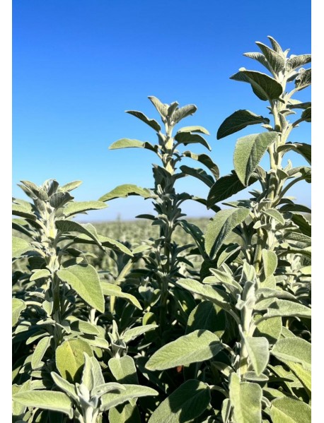 Adaçayı Fidesi (100 Adet) Adaçayı Fidesi (100 Adet)