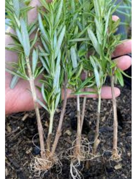 Biberiye Fidesi (100 Adet)