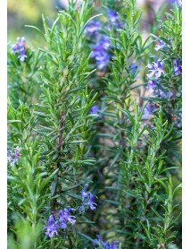 Biberiye Fidesi (100 Adet)